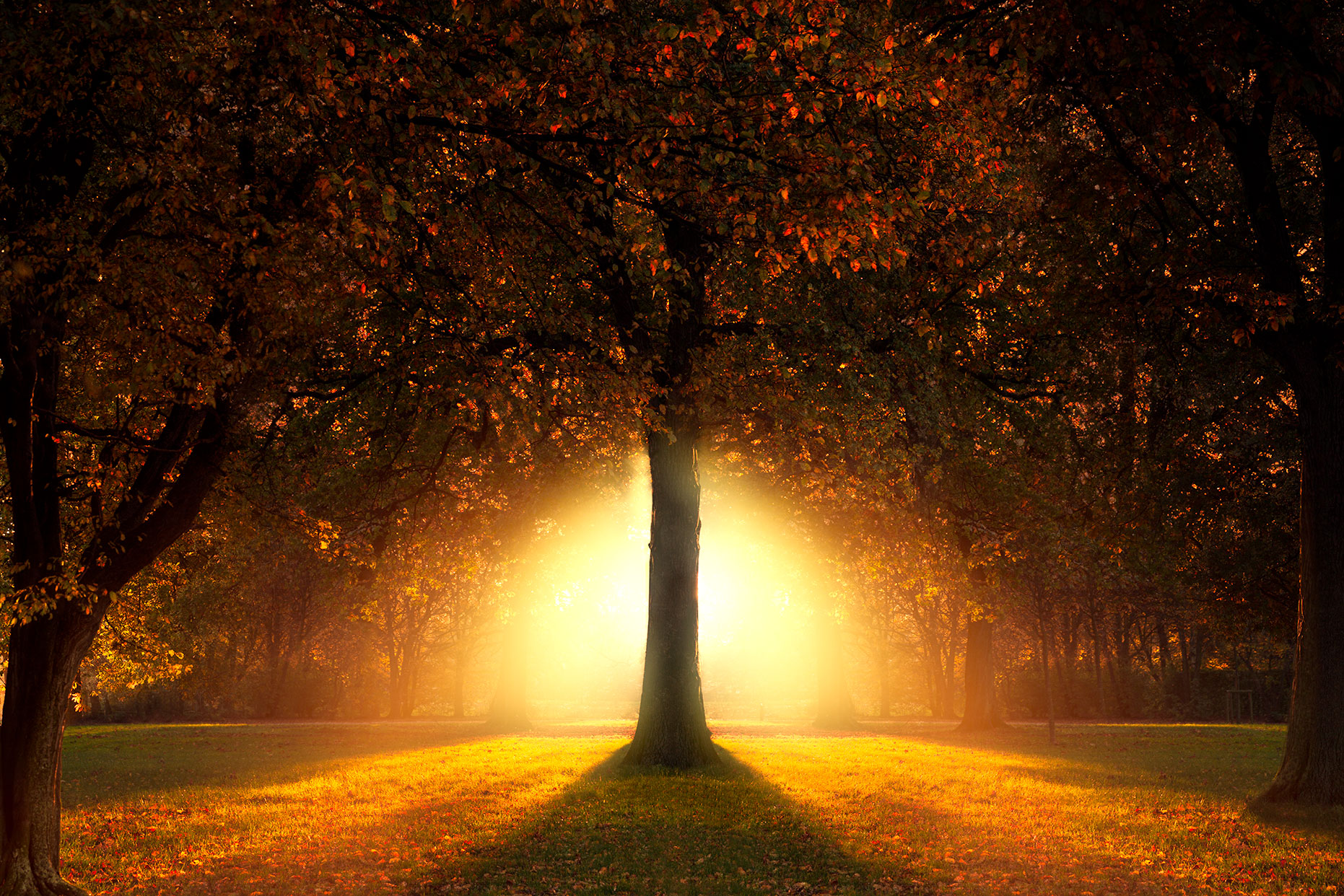 Garden of Eden | Lonely tree photography in sunset