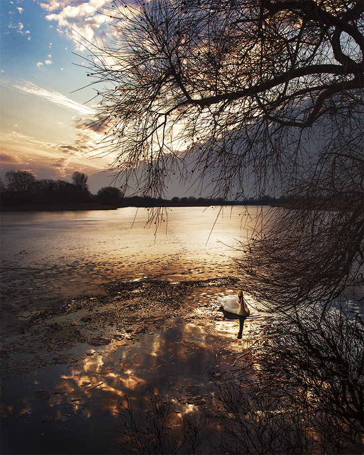 Swan in swamp in Copenhagen Denmark. Sunset