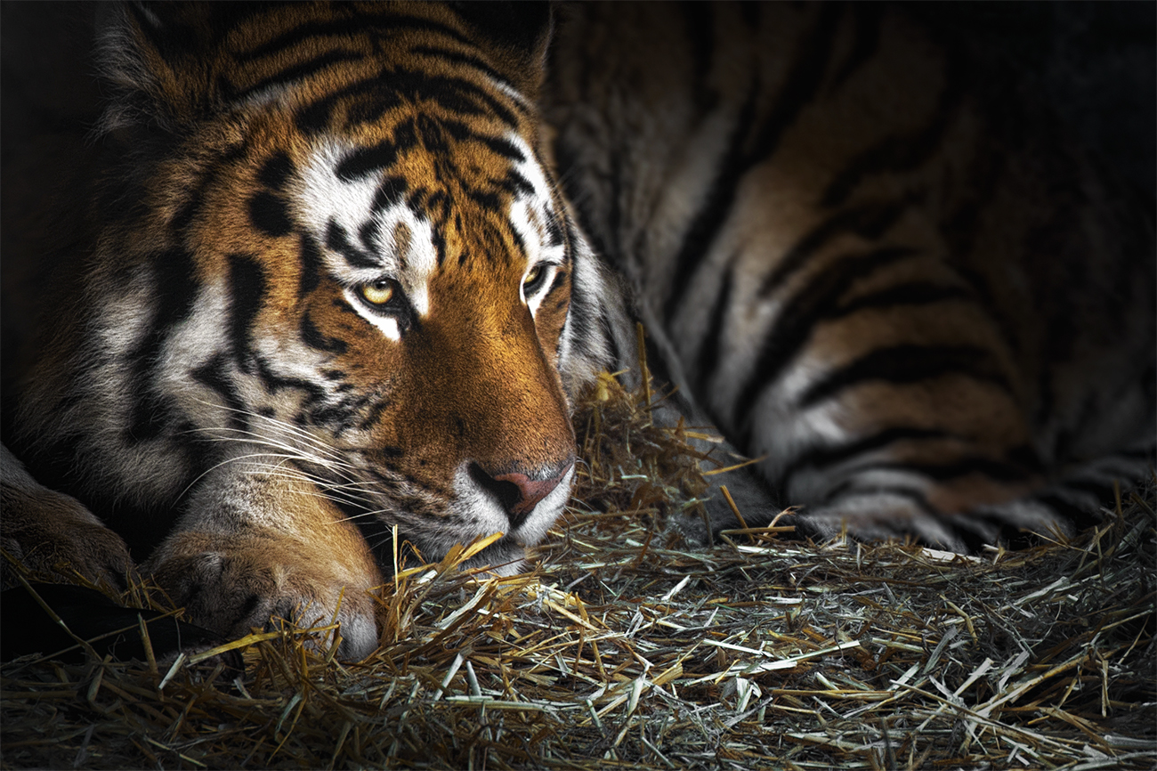 Tiger photography Close up